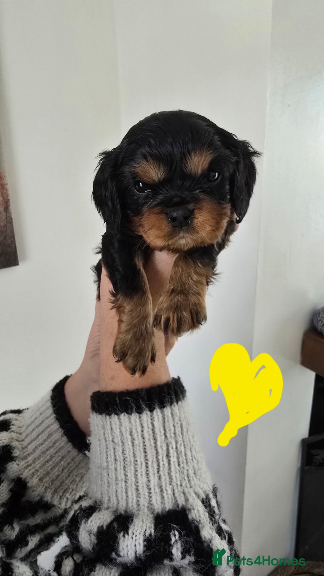 Cavalier King Charles Spaniel dogs for sale: Gorgeous  Cavalier King Charles  Puppies forsale . - Image 6