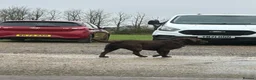 Labrador Retriever dogs for stud: KC Registered chocolate Labrador stud - Advert 4