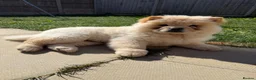 Chow Chow dogs for sale: Adorable Chow Chow in Northampton - Advert 3