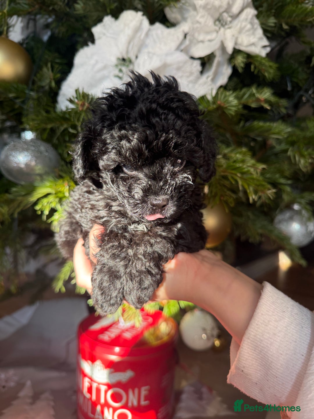 Toy Poodle dogs for sale: 3 adorable toy poodles. Multicoloured, check des. - Advert 9