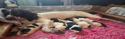 English Springer Spaniel dogs for sale: Springer Spaniel Pups - Advert 3