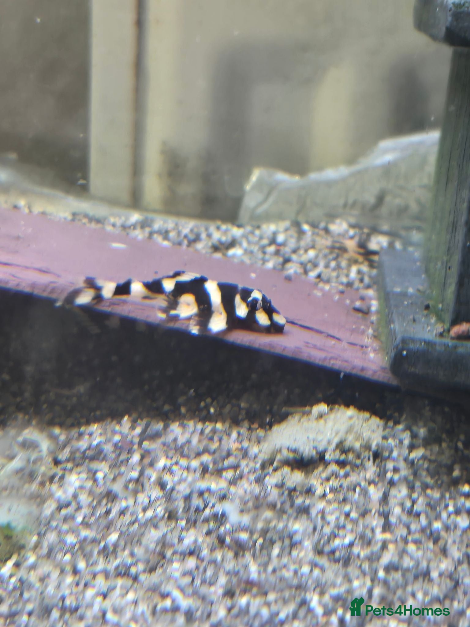 Plecos fish various freshwater fish  - Advert 1