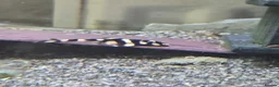 Plecos fish for sale: various freshwater fish  - Advert 1