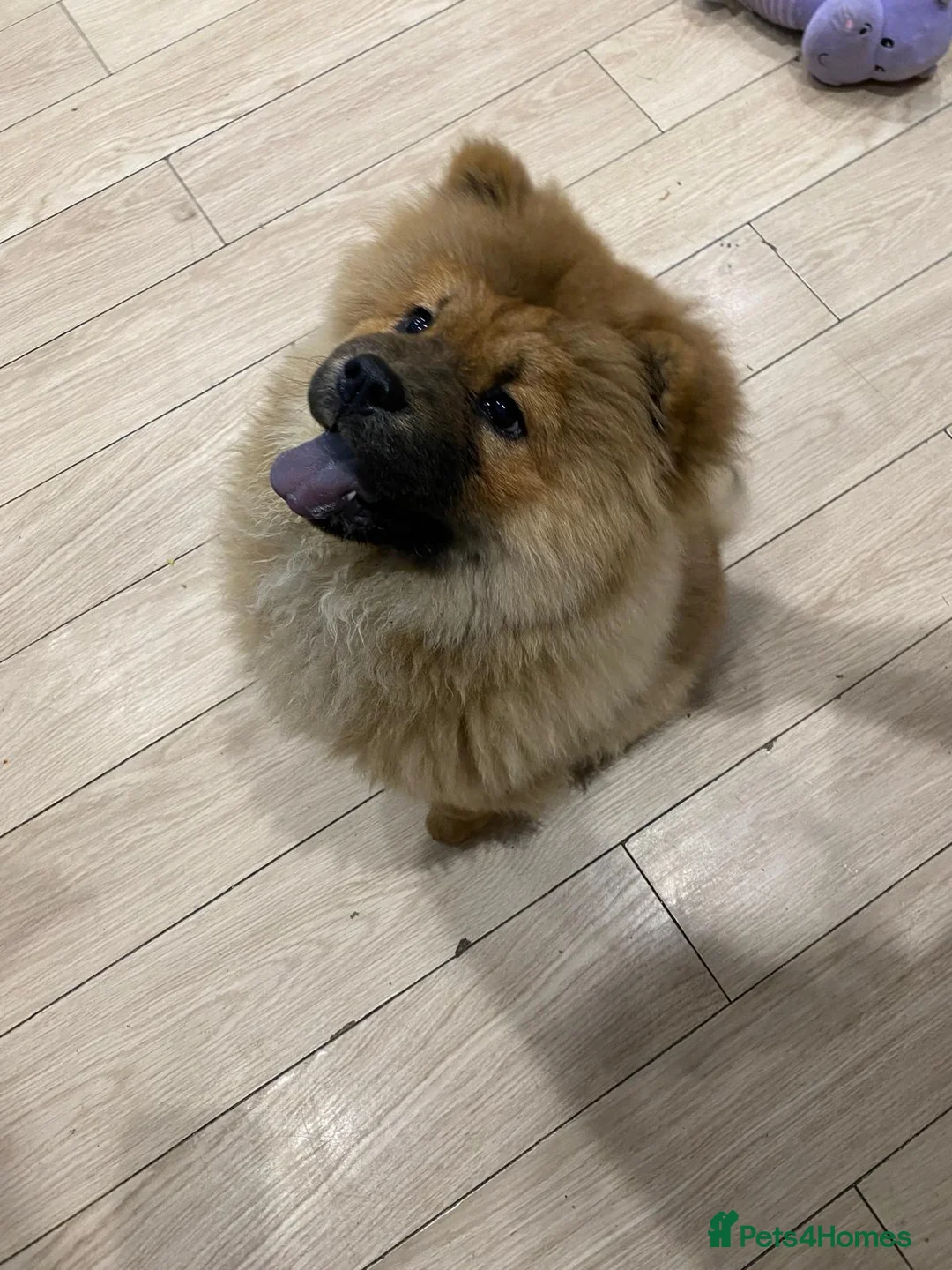 Chow Chow dogs for sale: Chow chow - Advert 7