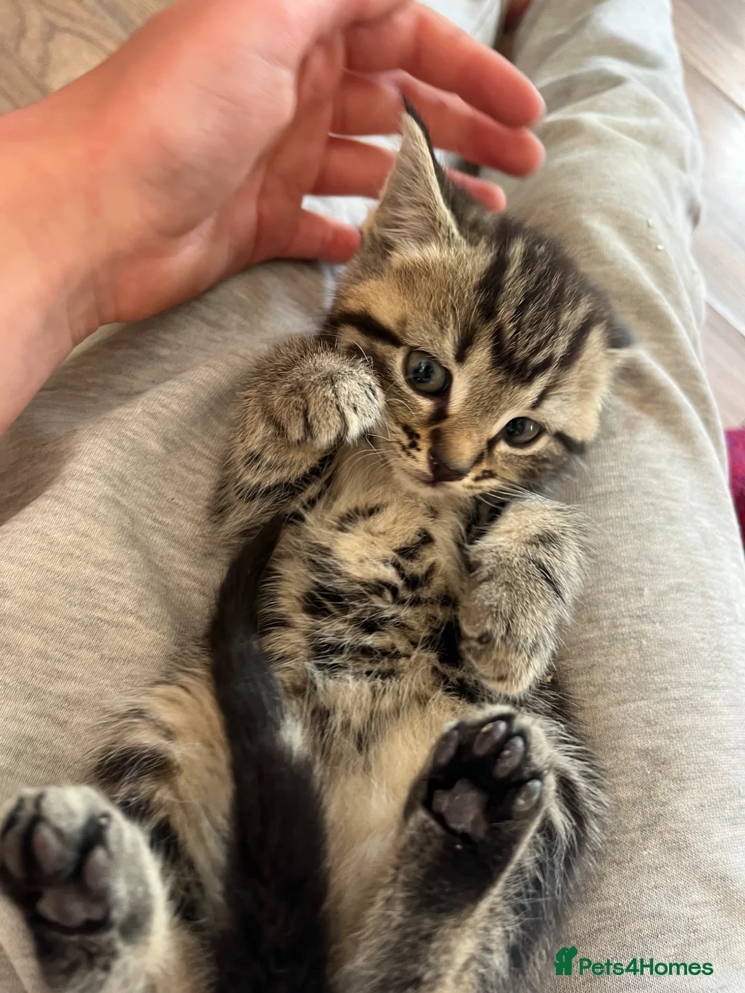 Mixed Breed cats for sale: Mixed breed kittens - family home - Advert 2