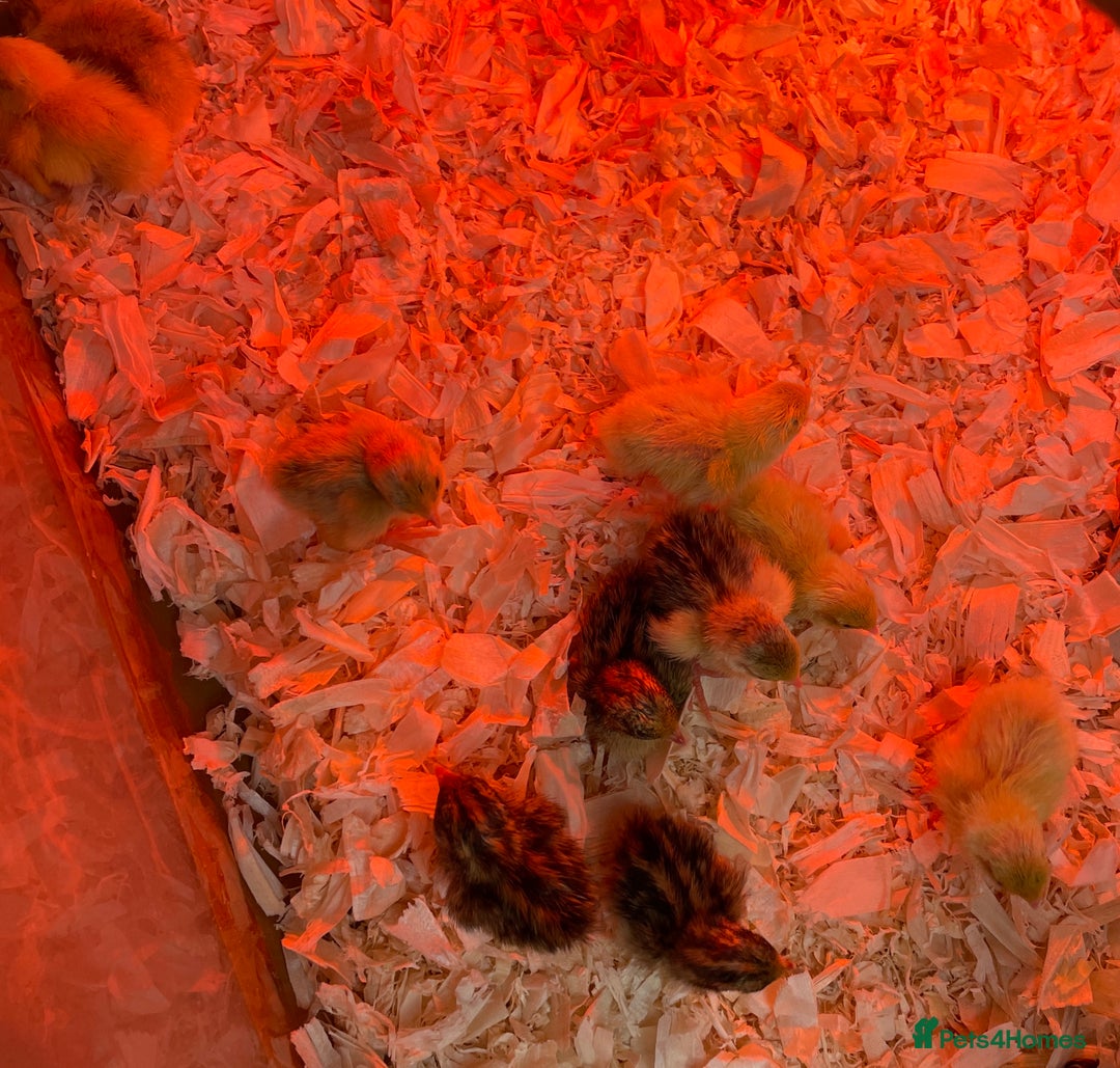 Quail poultry for sale: Chinese Painted Button Quails Chicks - Image 2