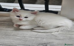 Turkish Angora cats for sale: Turkish Angora kittens - Image 10