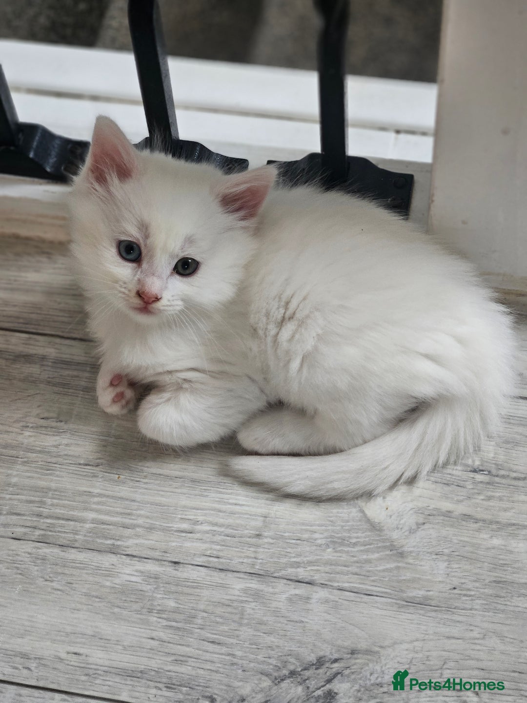 Turkish Angora cats for sale: Turkish Angora kittens - Image 10