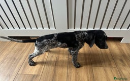 German Shorthaired Pointer dogs for sale: KC reg German shorthaired pointer puppy - Image 4