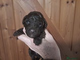 Labradoodle Puppy 7