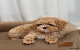 Maltipoo dogs for sale: Beautiful Best Friends Maltipoo toy puppies - Image 4