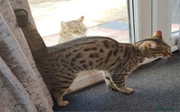 Bengal cats for sale: TWO Beautiful kittens of JOY remaining! - Image 15