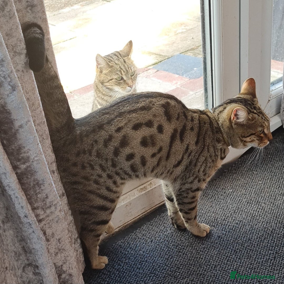 Bengal cats for sale: TWO Beautiful kittens of JOY remaining! - Image 15