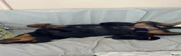 Mixed Breed dogs for sale: Gorgeous Rottweiler/Labrador pups - Advert 11