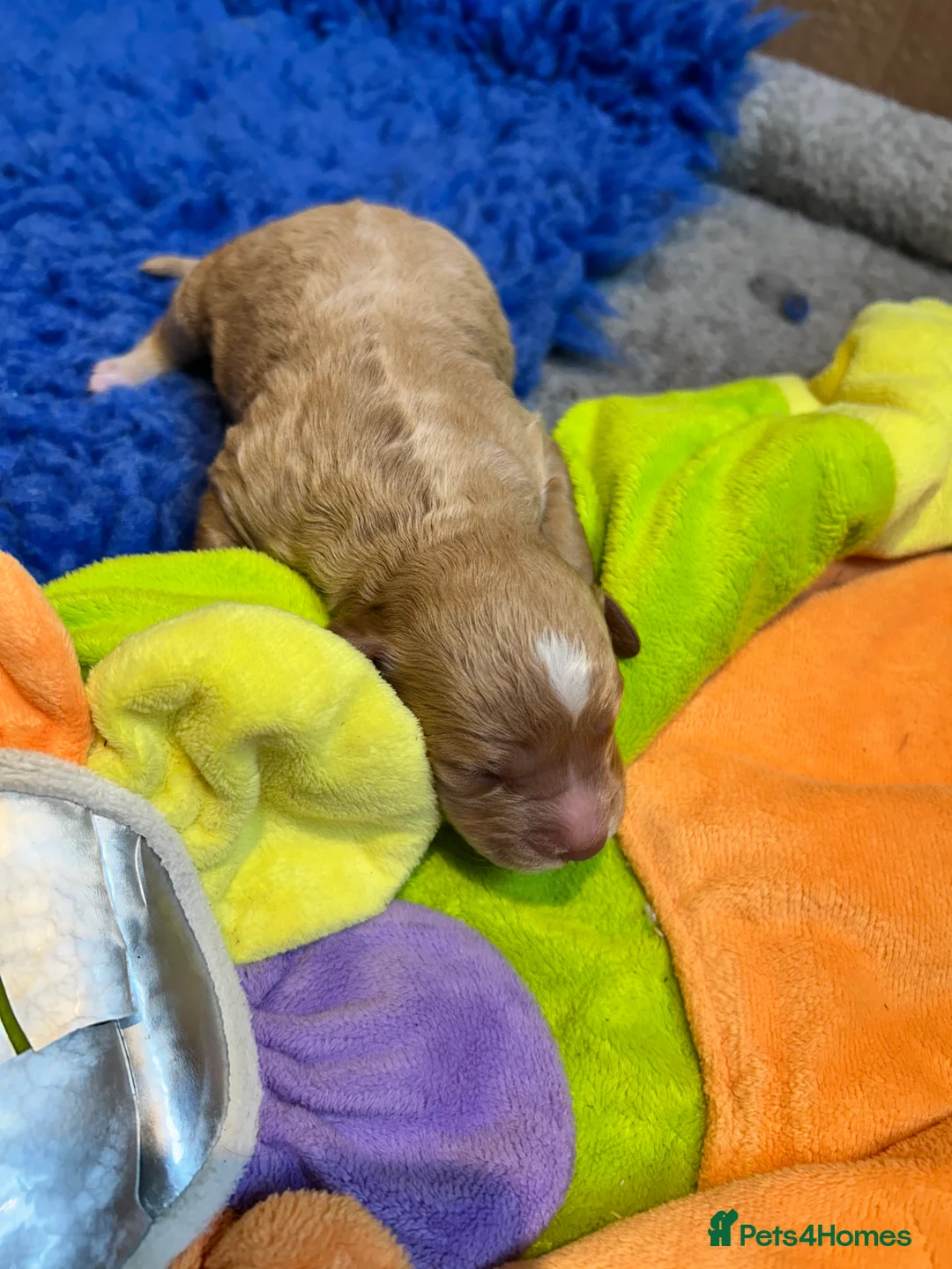 Mixed Breed dogs for sale: Double Doodles/Sproodle x Cockapoo - Advert 10