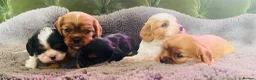 Cavalier King Charles Spaniel dogs for sale: KC Cavalier King Charles Puppies, All 4 Colours. - Advert 10