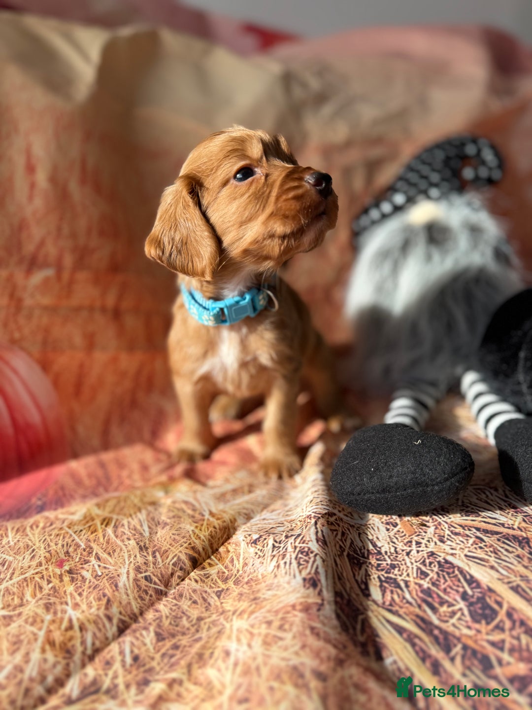 Cocker Spaniel dogs for sale: 🧡Fox Red WCS🧡 - Image 17