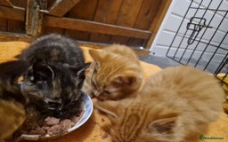 Mixed Breed cats for sale: Beautiful kittens - Image 2