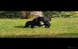 Cocker Spaniel dogs for sale: Cocker spaniel puppies  - Image 2