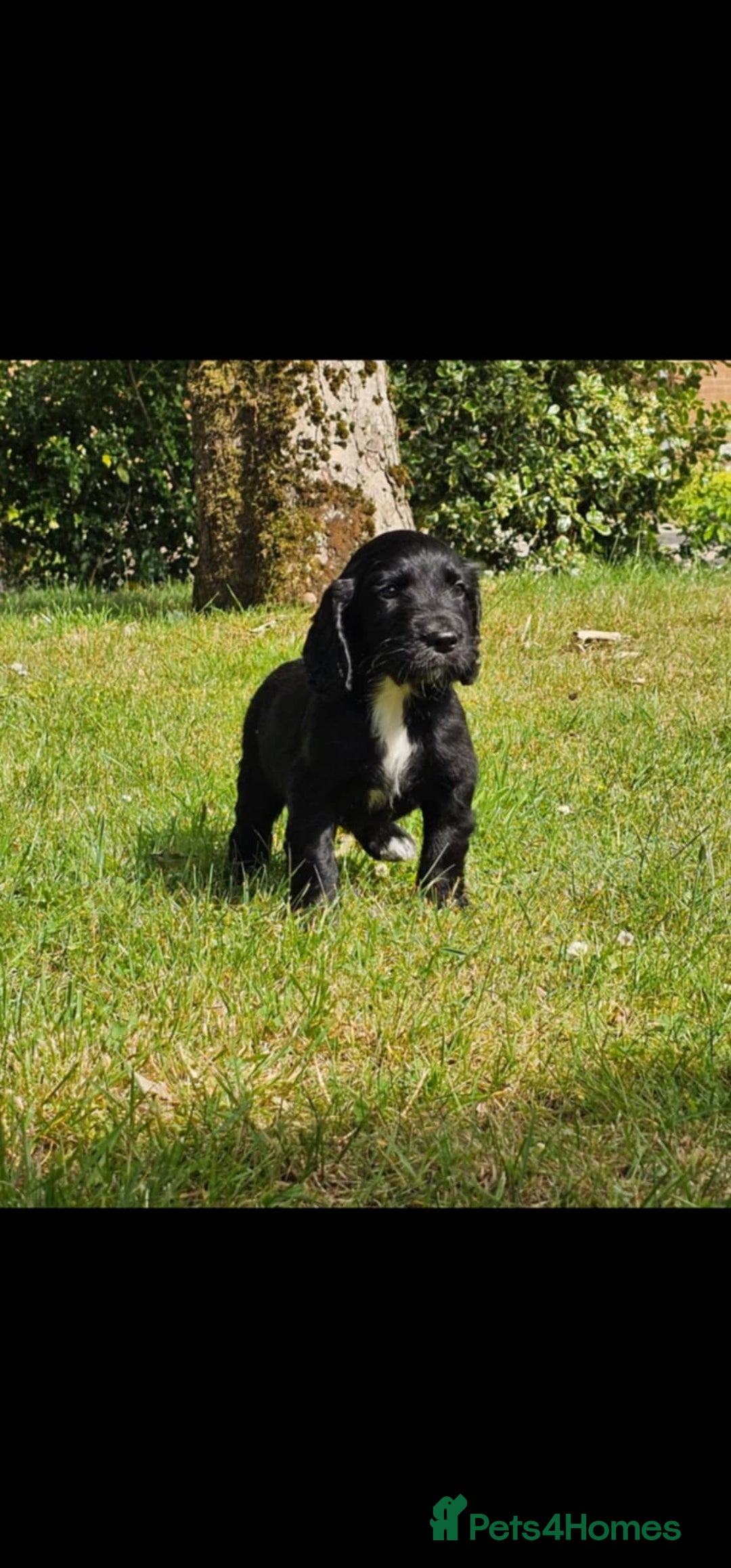 Cocker Spaniel dogs for sale: Cocker spaniel puppies  - Image 2