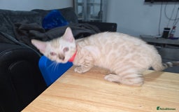 Bengal cats for sale: BLUE EYE SNOW BENGAL LYNC TICA ACTIVE - Image 18
