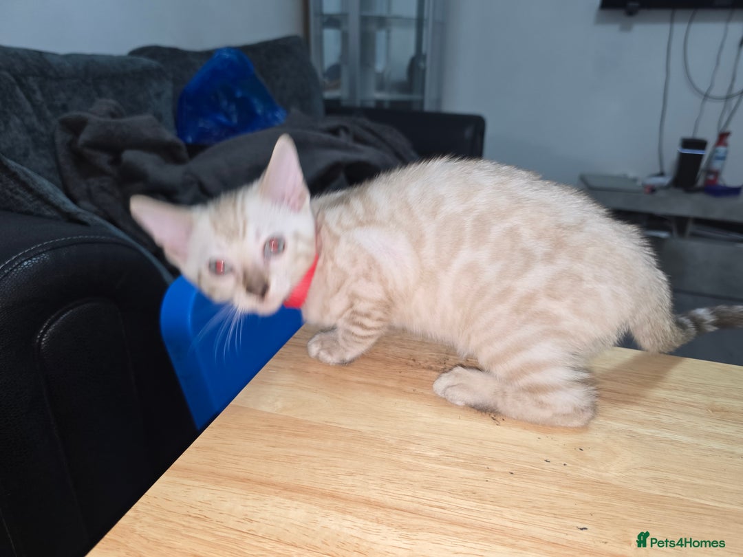 Bengal cats for sale: BLUE EYE SNOW BENGAL LYNC TICA ACTIVE - Image 18