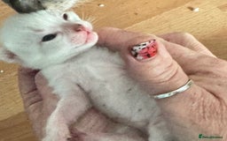 Bengal cats for sale: Beautiful Bengal Kittens - 4 boys, 1 girl - Image 4