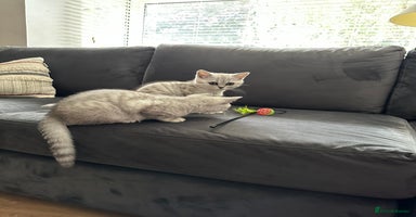 British Shorthair cats - Advert 11