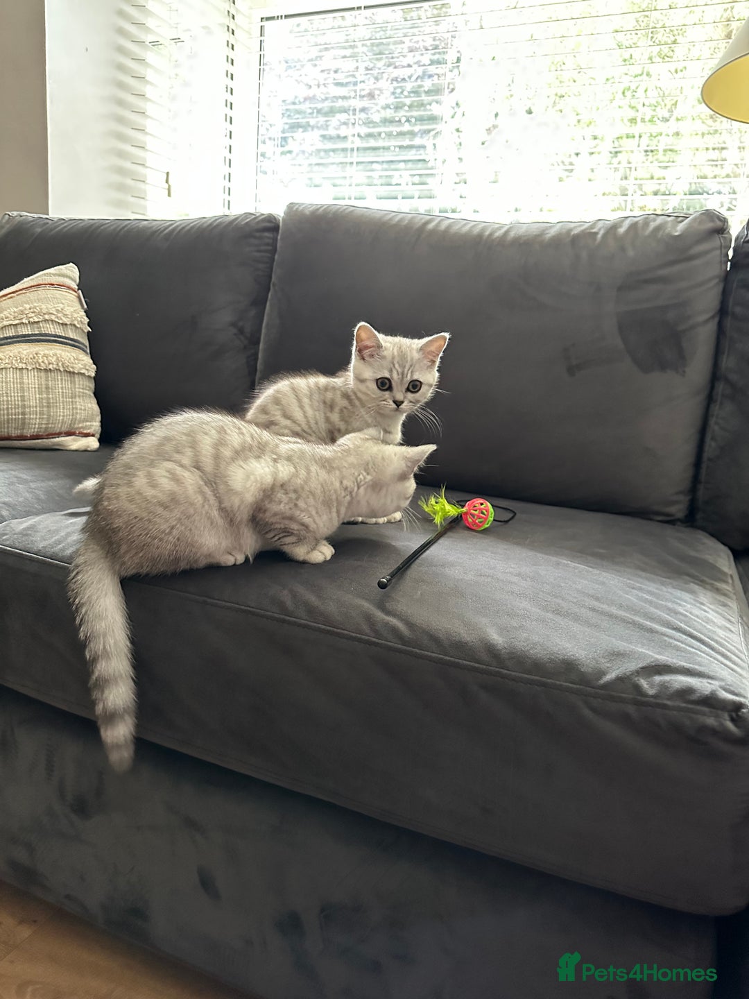 British Shorthair cats for sale: Beautiful British Shorthair Girls - Image 2