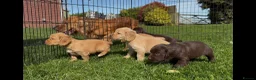 Cocker Spaniel dogs for sale: KC registered Cocker spaniel pups  in Pontefract - Advert 14
