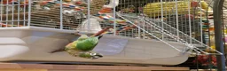 Conures birds for sale: Loving 5-Month old Green Cheek Conure (Pippin) - Advert 18