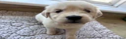 Golden Retriever dogs for sale: Health tested and KC-stunning golden retrievers  - Advert 1