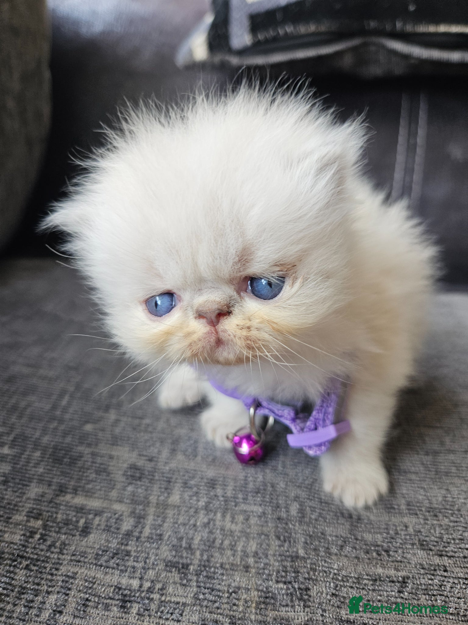 Persian cats 😻Stunning Pedigree Persian Kittens😻  - Advert 7