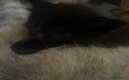 American Wirehair cats for sale: 4 kitten for sale - Image 9