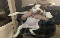 Mixed Breed dogs for sale: For sale mix breed female 7month old - Image 2