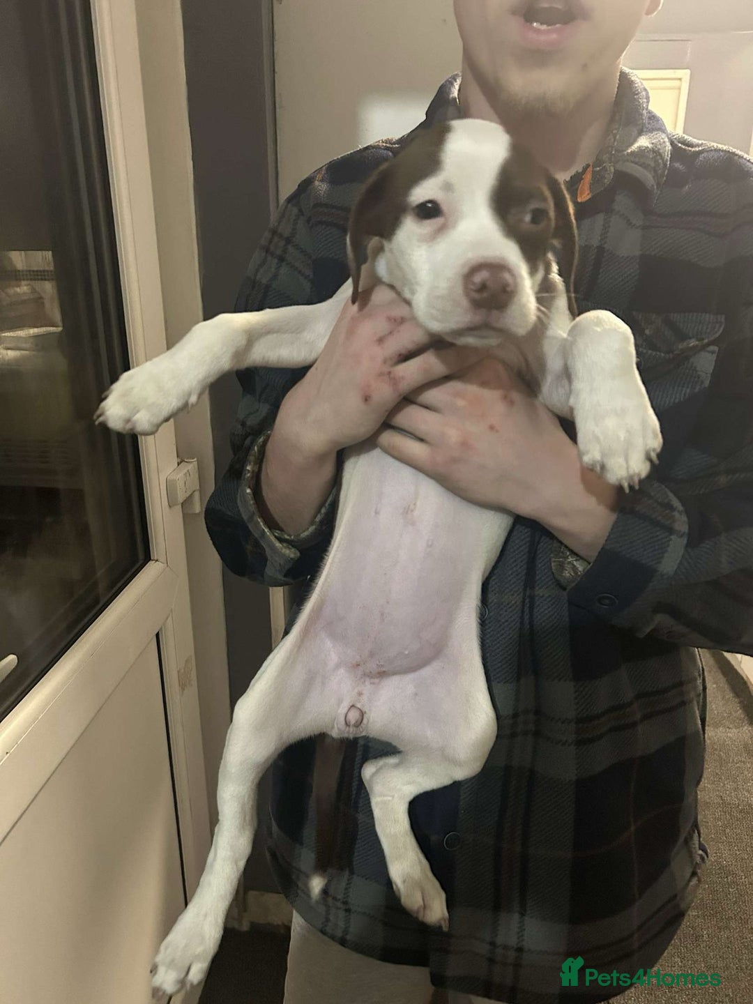 Mixed Breed dogs for sale: For sale mix breed female 7month old - Image 2