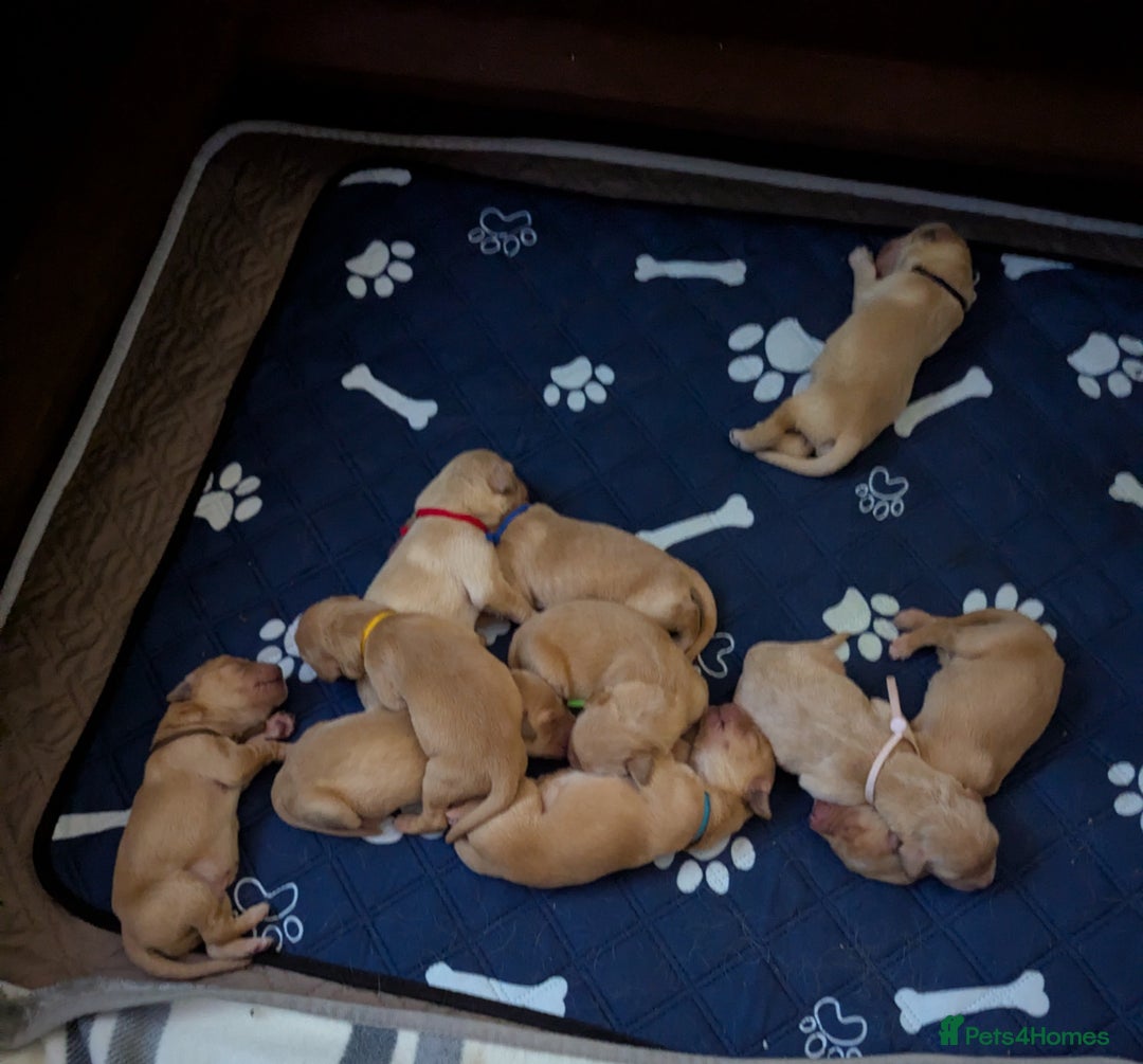 Golden Retriever dogs for sale: Golden Retiever Puppies   - Image 16
