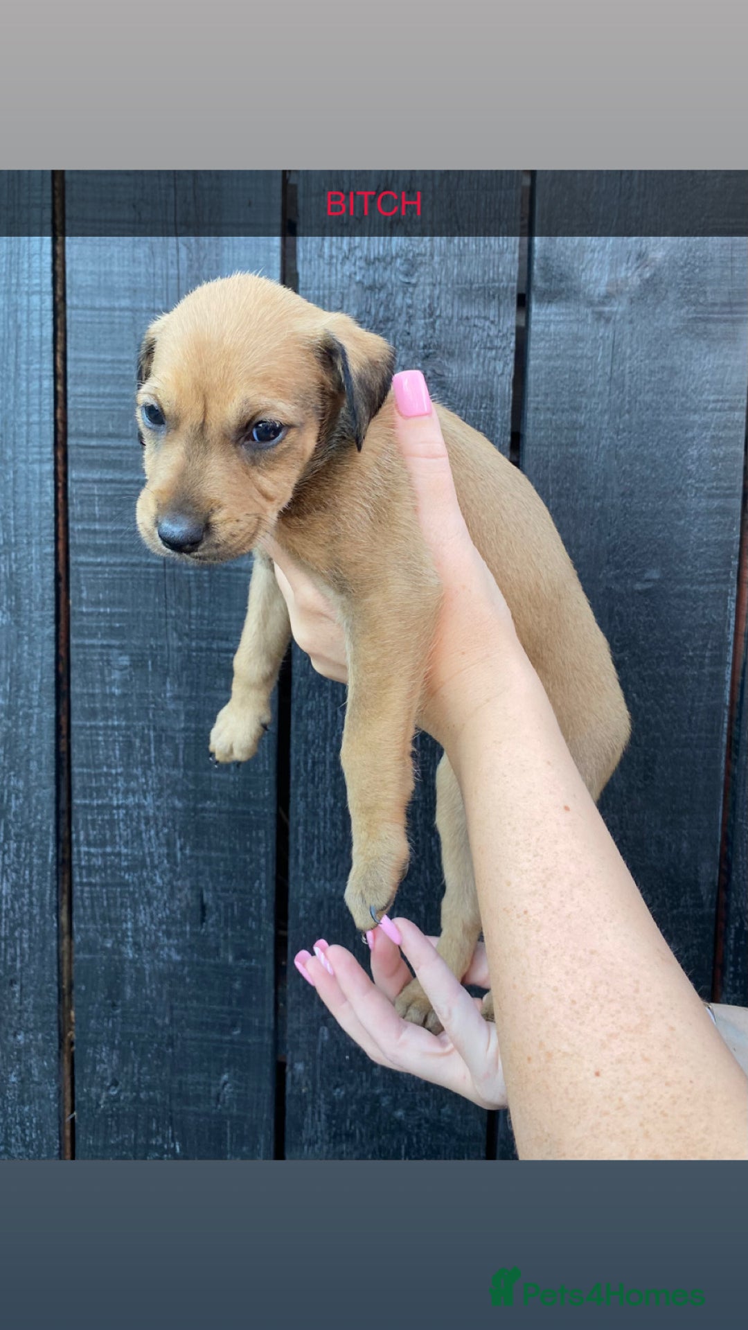 Lurcher dogs for sale: Lurcher puppies  - Image 5