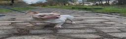 French Bulldog dogs for stud: Available Stud Dog in Thornton-Cleveleys - Advert 2
