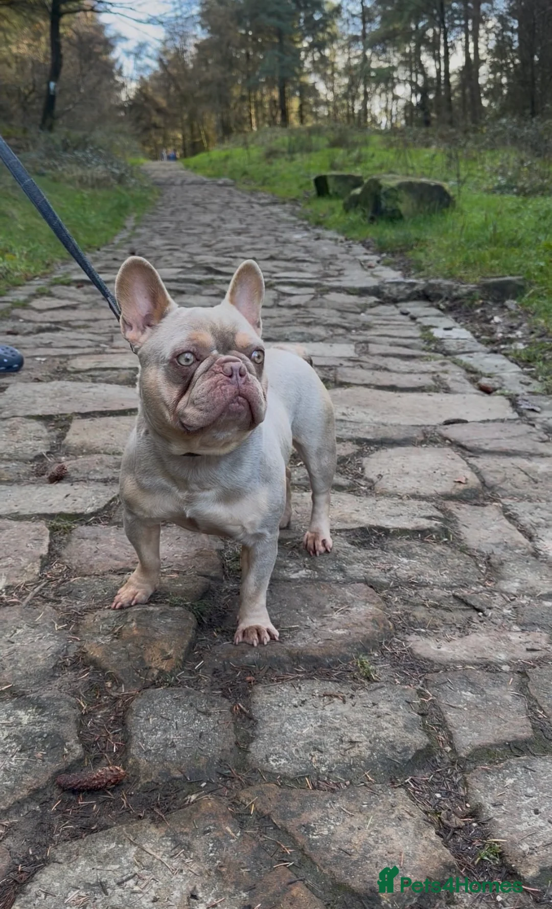 French Bulldog dogs for stud: Available Stud Dog in Thornton-Cleveleys - Advert 2