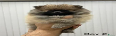 Pomeranian Puppy 2