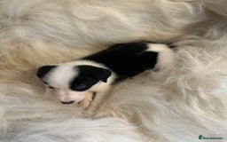 Border Collie dogs for sale: Border Collie puppies for sale - Image 13
