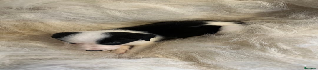 Border Collie Puppy 4