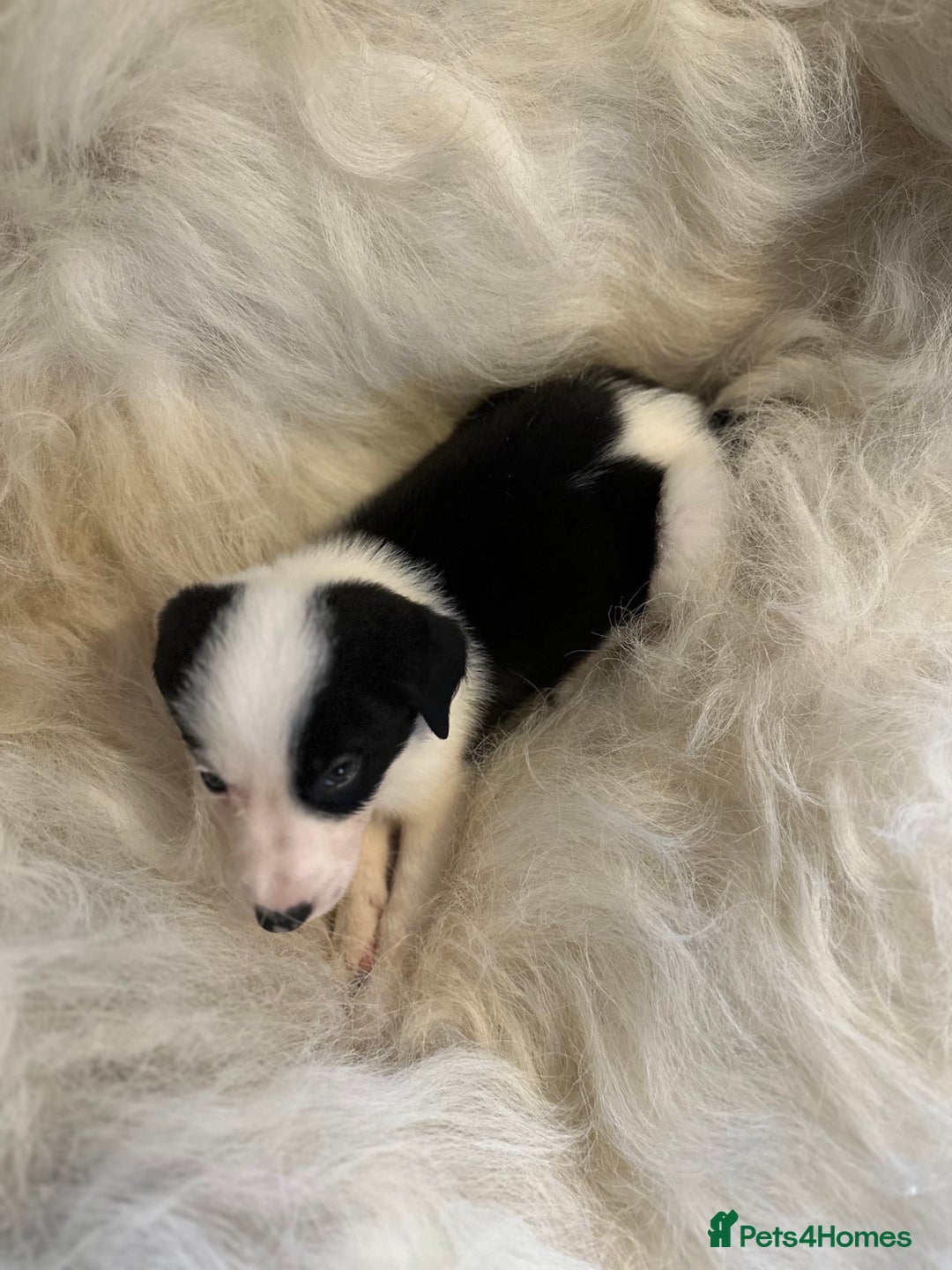 Border Collie dogs for sale: Border Collie puppies for sale - Image 13