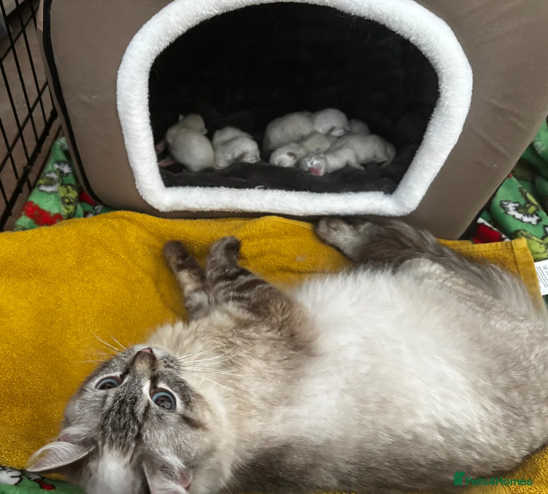 Ragdoll cats for sale: Gorgeous ragdoll kittens  in Mountain Ash - Advert 1