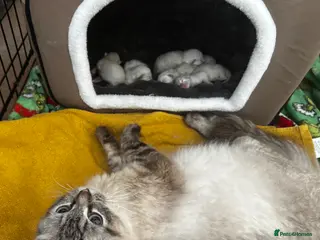 Ragdoll cats Gorgeous ragdoll kittens - Advert 1