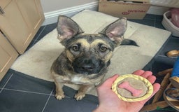 Mixed Breed dogs for adoption: FREYA - Looking for a loving, supportive home. - Image 10