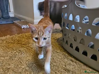 British Longhair cats Two bonded Kittens that love kids, people, dogs - Advert 1