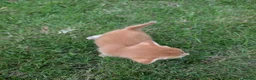 Mixed Breed cats for sale: Georgous Kittens Looking For A New Home - Advert 27