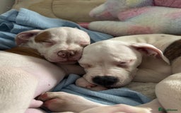 American Bull Staffy dogs for sale: American bulldog Pups - Image 6